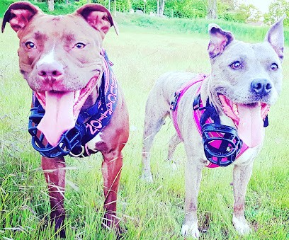 L'wild Dog éducation Positive Et Bienveillante, Dresseur de Chiens à Moulins