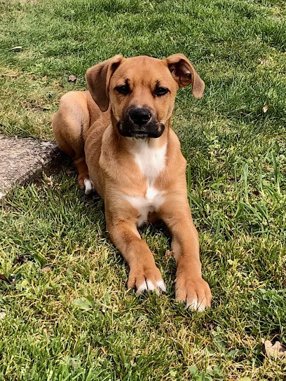 Canine & Vous, Pension pour Chiens aux Achards