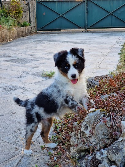 les Sources de l'Aube, Eleveur de Chiens à Marcilly-le-Hayer