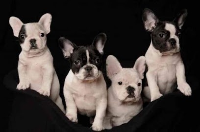 ÉLEVAGE DE LA VALLÉE DE PISSEVIN Bouledogues français, Eleveur de Chiens à Herbault