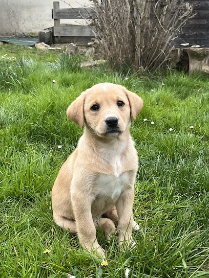 Élevage De Labrador Retriever - Black Soldier, Eleveur de Chiens à Mitry-Mory