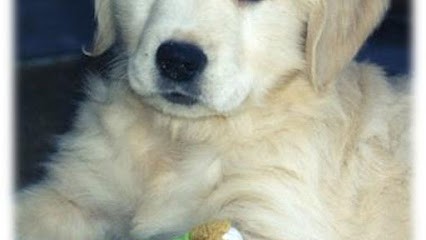 Elevage Du Manoir Du Vauclair, Eleveur de Chiens à Plémy