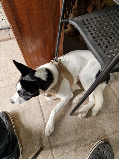 Animo’Nim, Pension pour Chiens à Nîmes