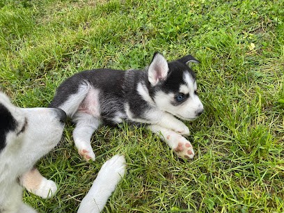 Pomsky Family, Eleveur de Chiens à Vaugneray