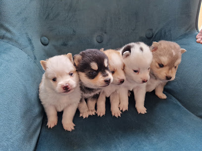 Pomsky Élevage Sheiny Éleveur De Chiens à Bricquebec-en-Cotentin