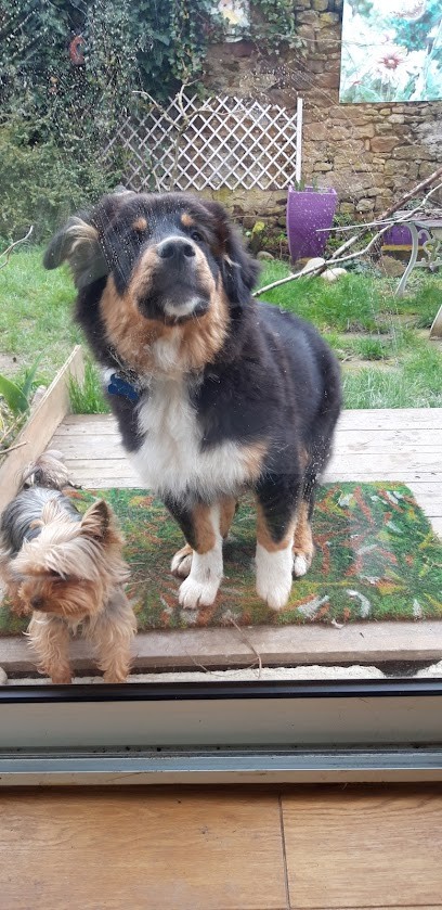 Pension Chiens-Chats L'heureux, Pension pour Chiens à Bertrambois