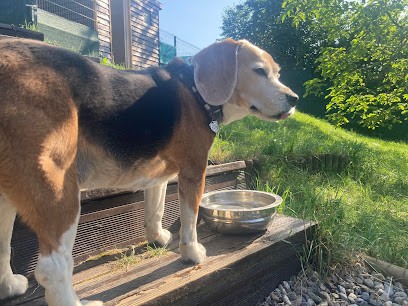 MON CHIEN EN VACANCES, Pension pour Chiens à Viuz-en-Sallaz