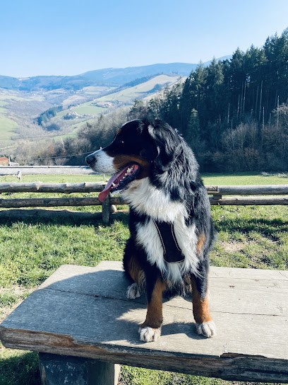 Éducateur Canin Animal Coaching, Dresseur de Chiens à Saint-Paul-en-Jarez