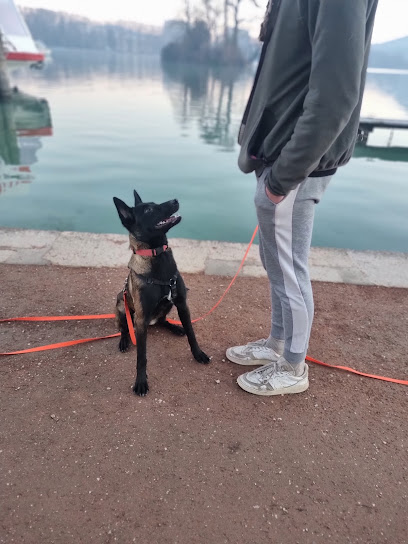 Halpy Dog - Education Canine Annecy - Éducation & Rééducation Canine Positive Avec Du Cadre Dresseur De Chiens à Poisy