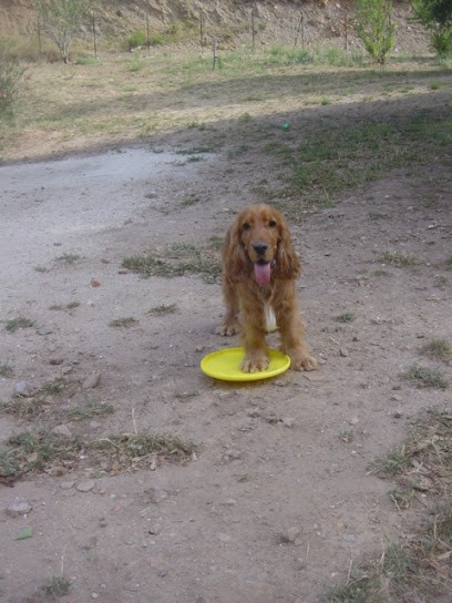 La Colline Canine, Pension pour Chiens à La Londe-les-Maures