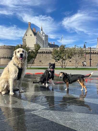 C.DOGPASSION, Dresseur de Chiens à Saint-Herblain