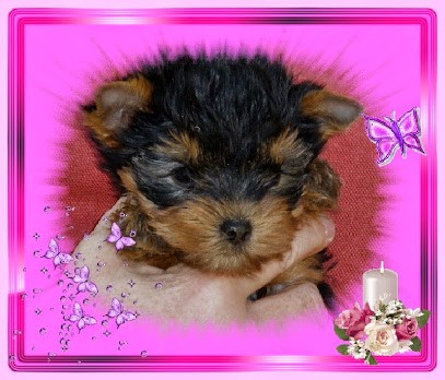 The Windsor Princes, Eleveur de Chiens à Nivillac