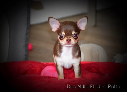 Des Mille Et Une Patte chihuahua lof -Éleveur inscrit au LOF, Eleveur de Chiens à Châtelus-Malvaleix