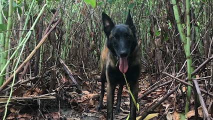 DogReact, Dresseur de Chiens à Saint-Gilles
