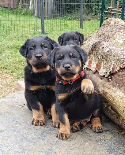 Elevage familial de beauceron Les Feux Du Roc'h, Eleveur de Chiens à Saint-Thégonnec Loc-Eguiner