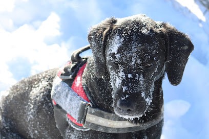 Un Caractére De Chien, Dresseur de Chiens à Reventin-Vaugris