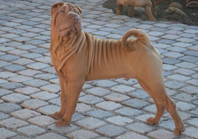 Élevage du Ferraillon, Eleveur de Chiens à Hyères