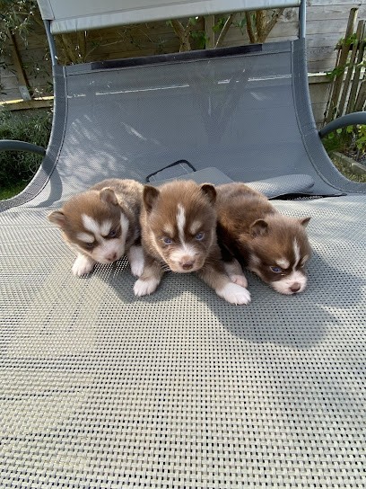 Élevage du Mans du Pomsky, Eleveur de Chiens à Épône