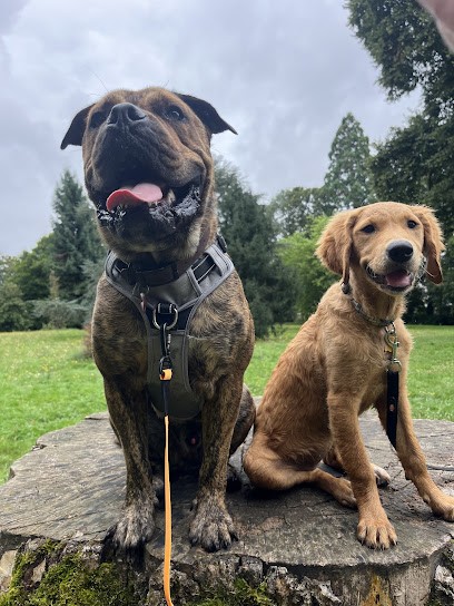 Élevage de Bellevue, Eleveur de Chiens à Rampillon