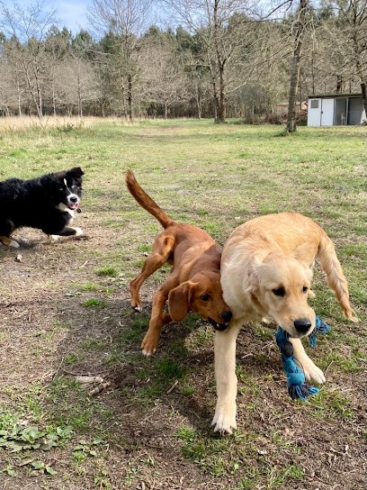DOG ZONE AQUITAINE, Dresseur de Chiens à Sainte-Hélène