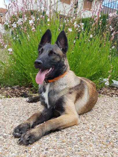 CANITIME - Educateur Comportementaliste Canin à Nancy en Meurthe et Moselle (54) - Lorraine, Dresseur de Chiens à Tomblaine