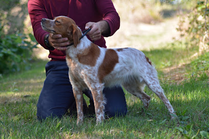Elevage De La Source Du Bois Bouquet, Éleveur De Chiens à Amailloux
