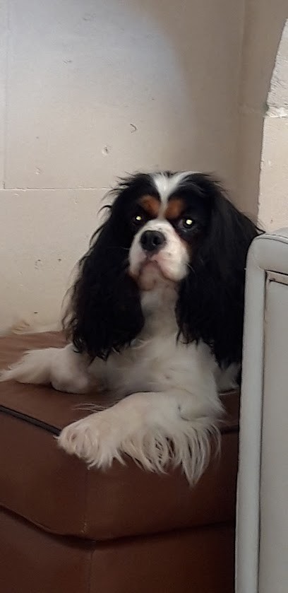 élevage cavaliers King Charles des hauts de sianne SCEA RCS de Bar Le Duc N°980 085 526, Eleveur de Chiens à Bazincourt-sur-Saulx