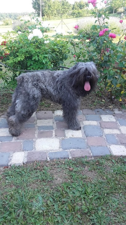 elevage le bain du roy, Eleveur de Chiens à Nérac