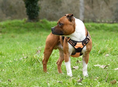 Elevage De Staffordshire Bull Terrier LOF De Celtic's Madinina, Staffie, Finistère Bretagne, Eleveur de Chiens à Briec