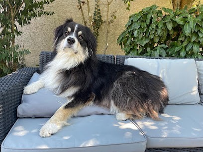 Au Royaume Des Emeraudes, Pension pour Chiens à Oyeu