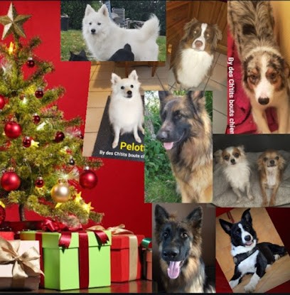 L'élevage Des Ch'tits Bouts Chiens, Eleveur de Chiens à La Chapelle-Gaceline