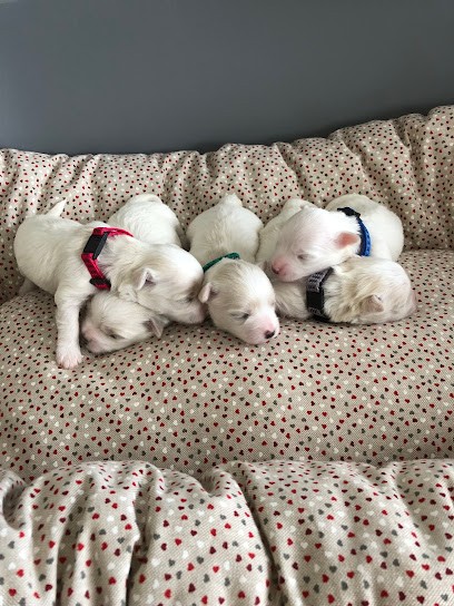 Domaine Du Soleil Maltais, Eleveur de Chiens à Camphin-en-Carembault