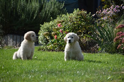 Elevage familial Ashbury de Golden Retrievers, Eleveur de Chiens à Wattwiller