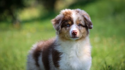 Domaine des Petits Bergers, Eleveur de Chiens à Saint-Mars-de-Coutais