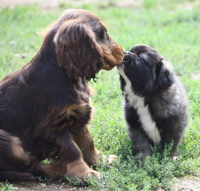 Du Grand Cougnot, Eleveur de Chiens à Vellevans