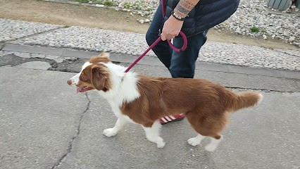 Astus'Dogs, Dresseur de Chiens au Havre