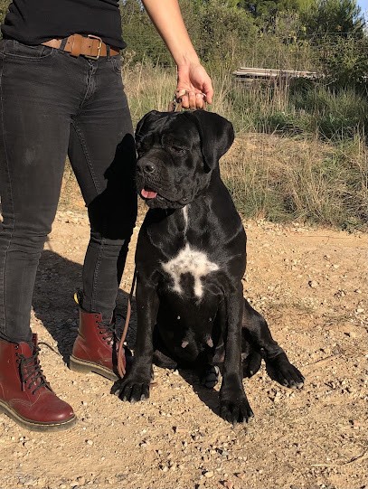 Cane corso du Mas des Origines, Eleveur de Chiens à Montagnac