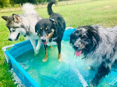 HAPPY DOG'S & Co, Pension pour Chiens à Chemillé-sur-Dême