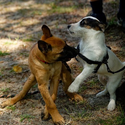 Club canin ASAEC, Dresseur de Chiens à Saint-Ouen-en-Belin