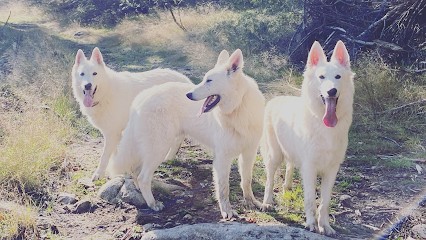 ELEVAGE WASHITA AHOW - BERGER BLANC SUISSE, Eleveur de Chiens à La Boissière