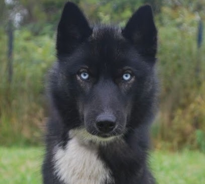 Élevage Alcateia Das Neves - Husky De Sibérie LOF Et Testés BORDEAUX - MERIGNAC, Eleveur de Chiens à Mérignac