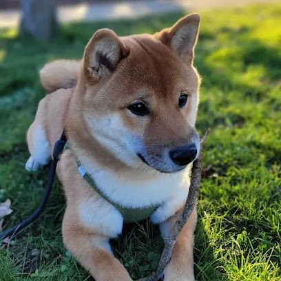 Canidocil éducation comportementale du chien et du chiot dès 2 mois, Dresseur de Chiens à Pont-Saint-Martin