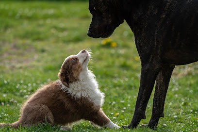 Logique De Chien, Dresseur de Chiens à Marcilly-en-Villette
