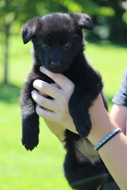 Les Crocs de Heurtevent, Eleveur de Chiens au Mériot