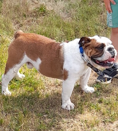 Des Gardiens Des Vanneaux, Eleveur de Chiens à Argentonnay