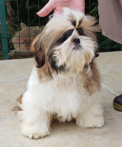 Hellou's Elevage Canin Shih-Tzu, Eleveur de Chiens à Caillouet-Orgeville