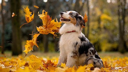 CANI SCHOOL, Dresseur de Chiens à Mios
