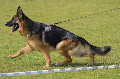 ELEVAGE BERGER ALLEMAND DU VAL DE VAAST, Eleveur de Chiens à Bréval