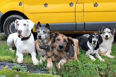 ABC Chien, Pension pour Chiens à Plogastel-Saint-Germain