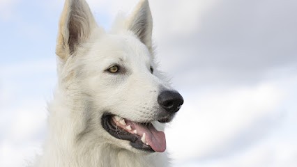 L'Arcanin éducateur Comportementaliste Canin, Dresseur de Chiens à Verneuil-en-Halatte